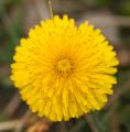 IMG_3053 dandelion flower